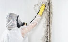 Mold Removal for HVAC Installations in Lovington, NM